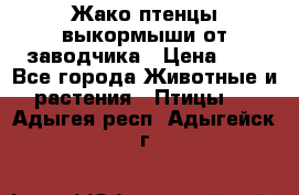 Жако птенцы выкормыши от заводчика › Цена ­ 1 - Все города Животные и растения » Птицы   . Адыгея респ.,Адыгейск г.